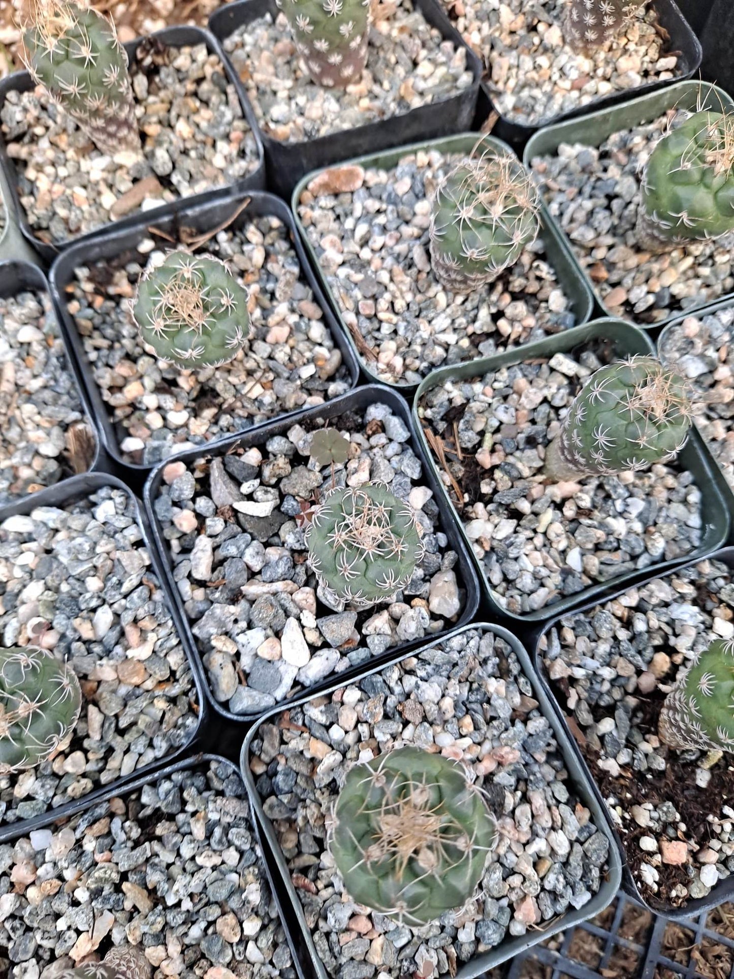 Turbinicarpus pseudomacrochele Live Cactus