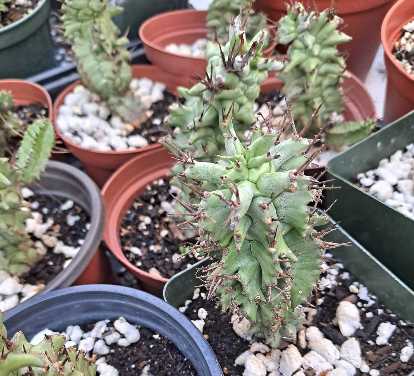 Euphorbia horrida monstrose Live Succulent in 4 Inch