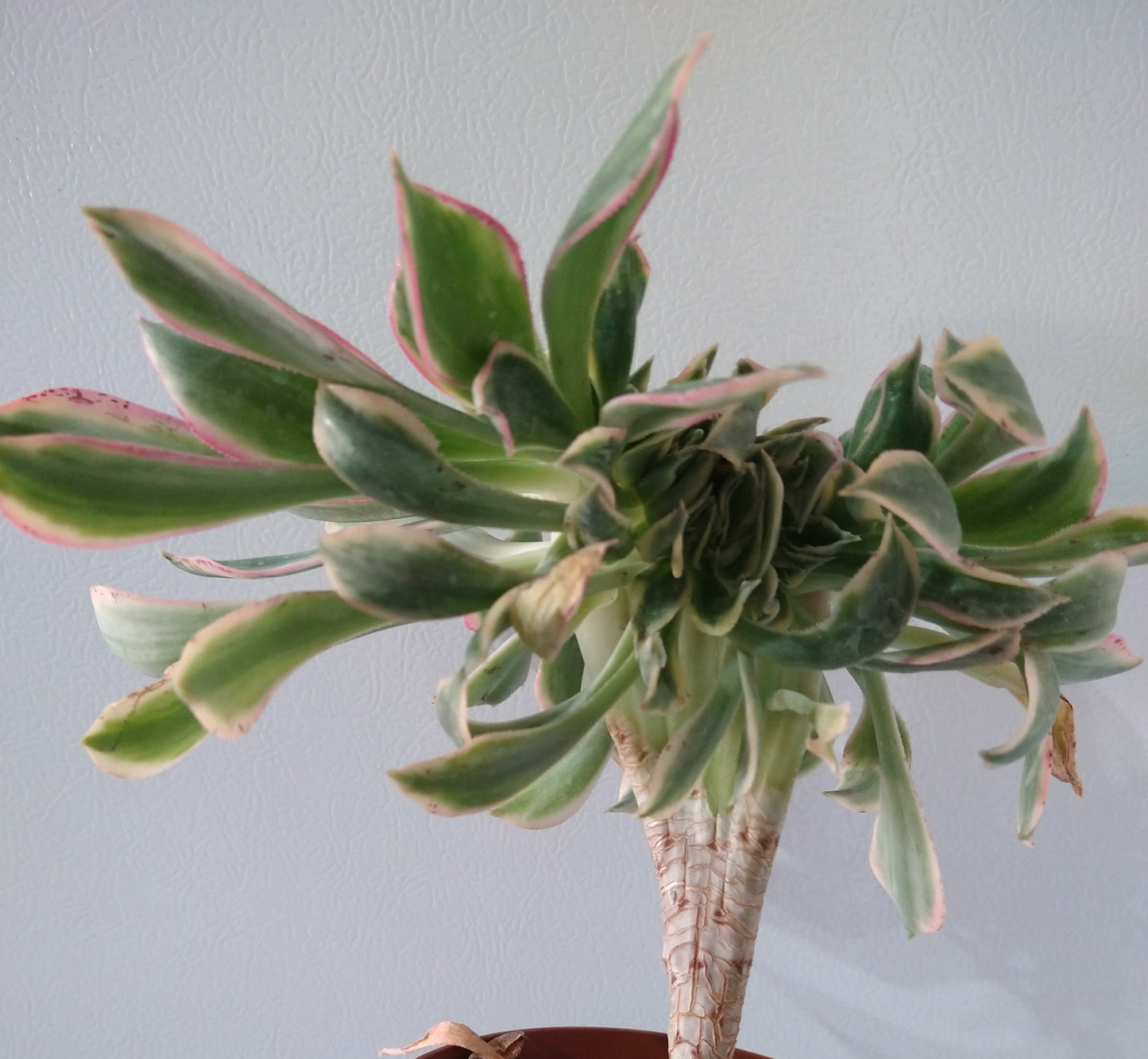 Aeonium decorum "Sunburst" f. cristata 6 inch Live Succulent