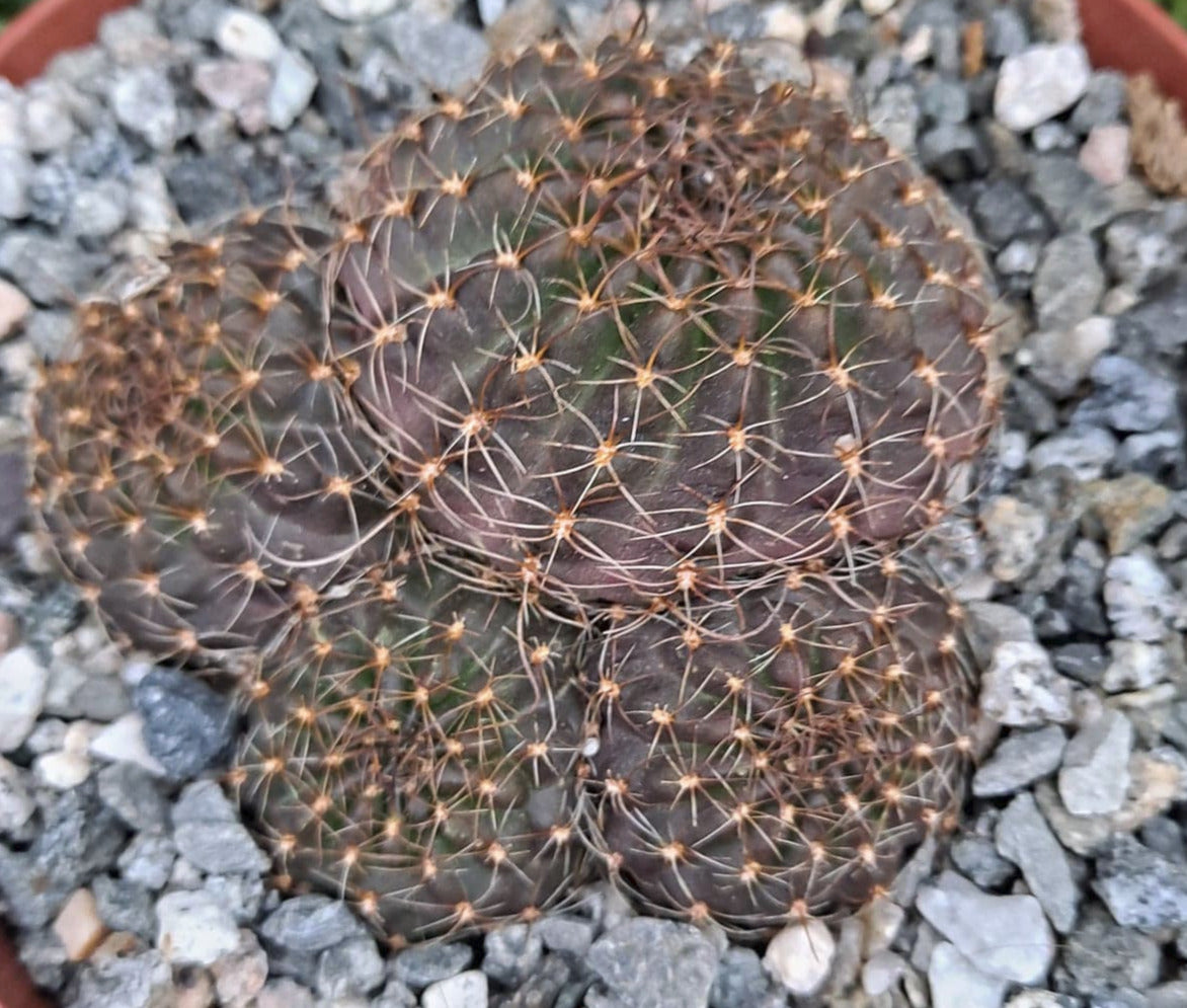 Lobivia saltensis in 6 Inch Live Cactus