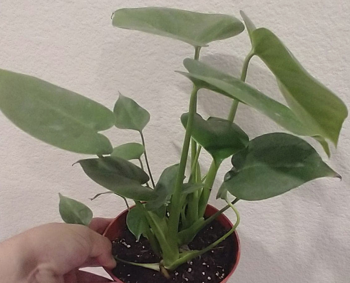 Monstera deliciosa aka Split Leafed Philodendron 6 Inch Live Houseplant