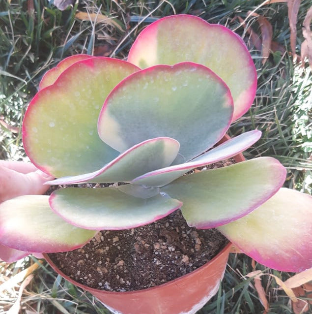 Kalanchoe thyrsiflora variegata 6 Inch Live Succulent
