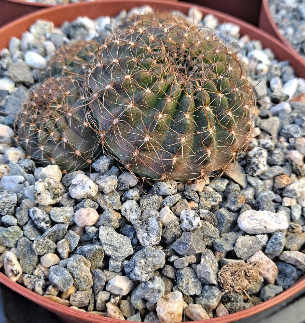 Lobivia saltensis in 6 Inch Live Cactus