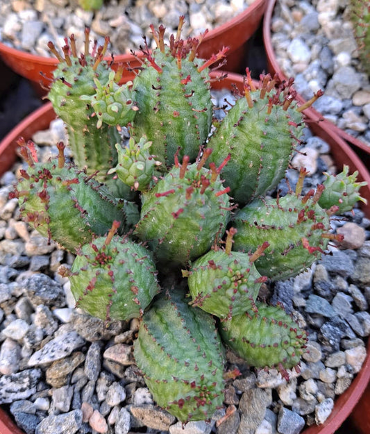 Euphorbia submammillaris monstrose in 5 Inch Live Succulent