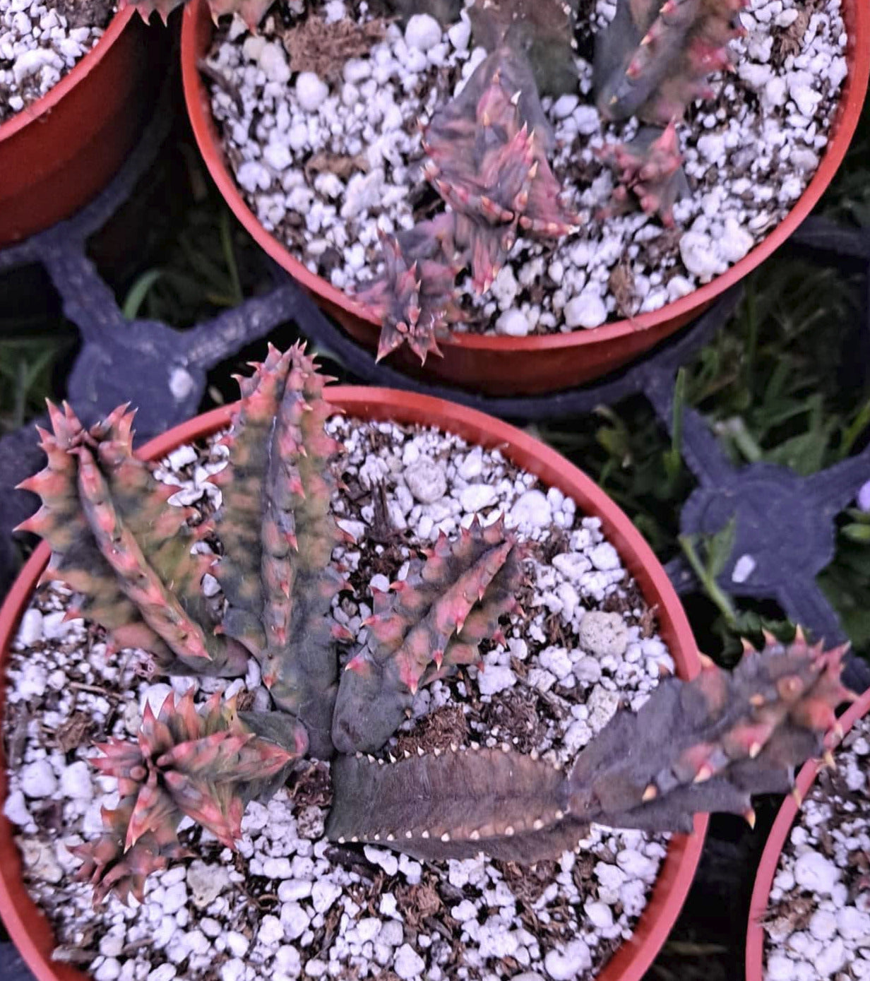 Huernia zebrina variegata aka Lifesaver Plant in 4 Inch Live Succulent