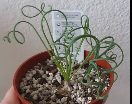 Albuca Spiralis aka Frizzle Sizzle 4 Inch Live Succulent