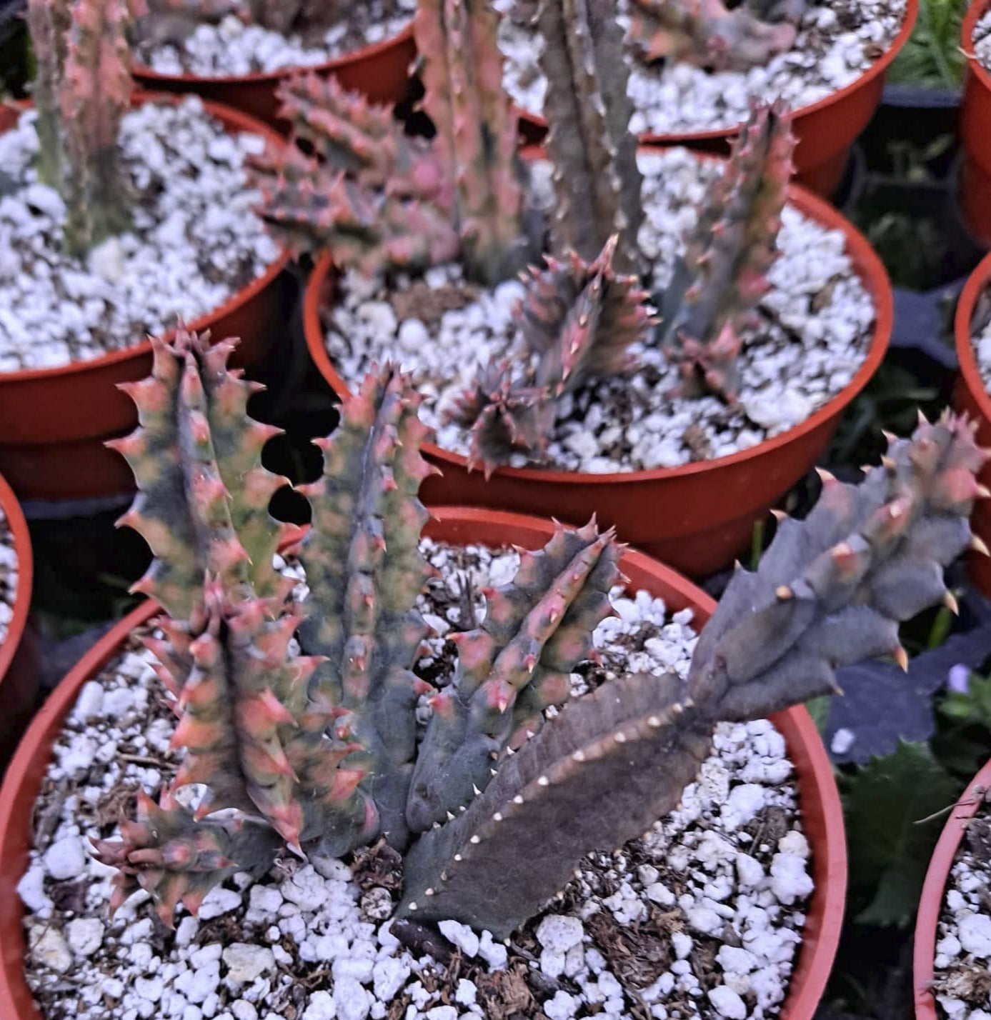 Huernia zebrina variegata aka Lifesaver Plant in 4 Inch Live Succulent