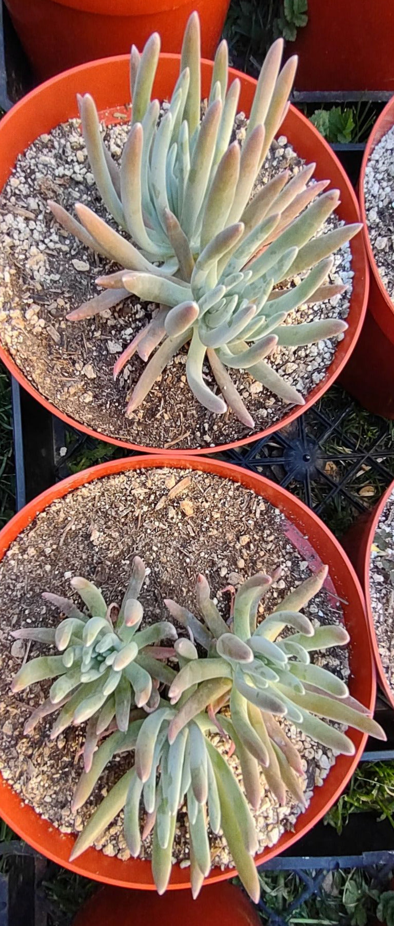Dudleya virens in 8 Inch Pot Live Succulent