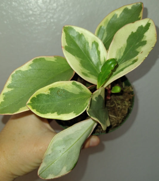 Peperomia 'Ginny'  4" Live Houseplant