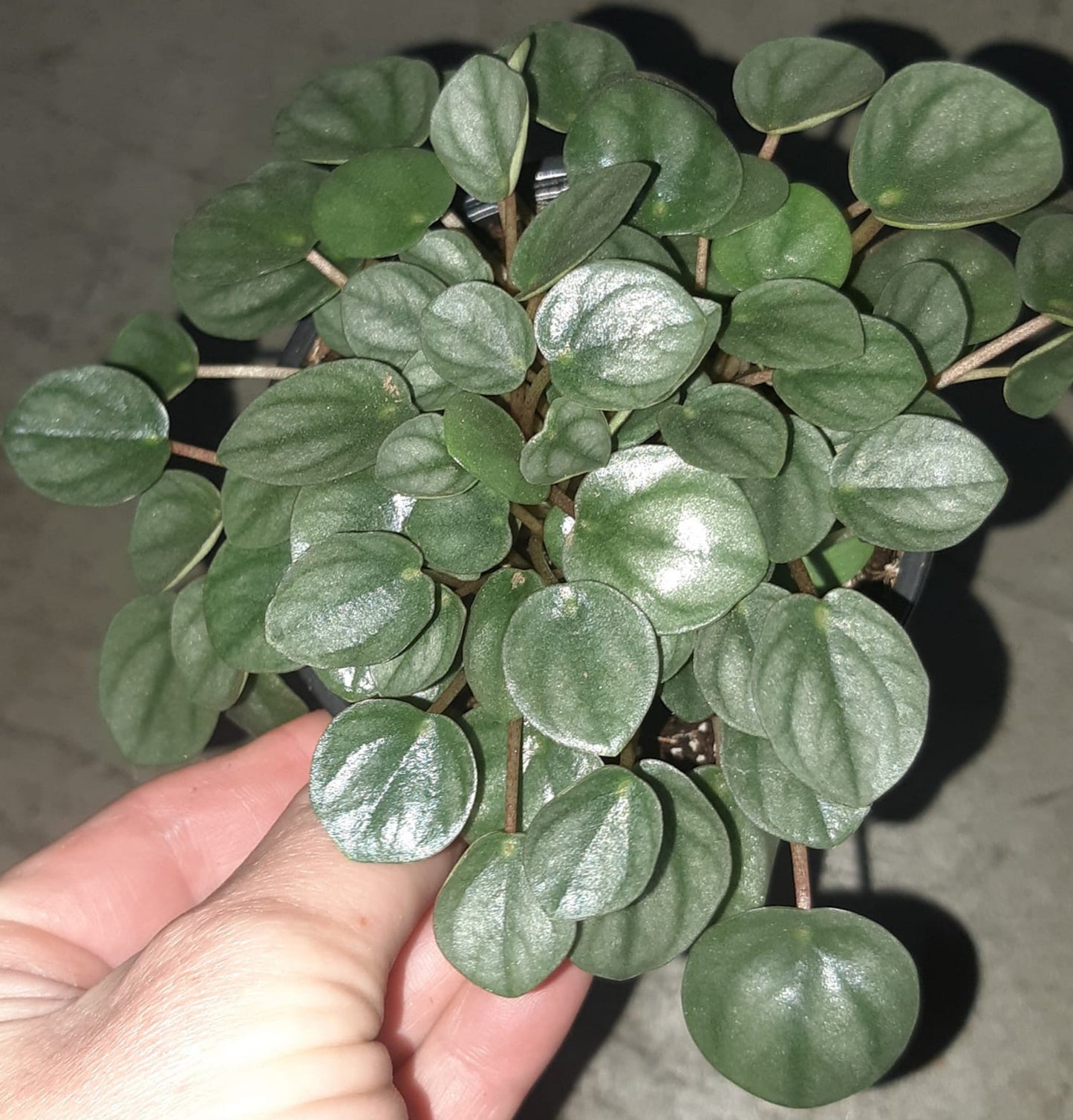 Peperomia Silver Ripple aka Frost 4 Inch Live Houseplant
