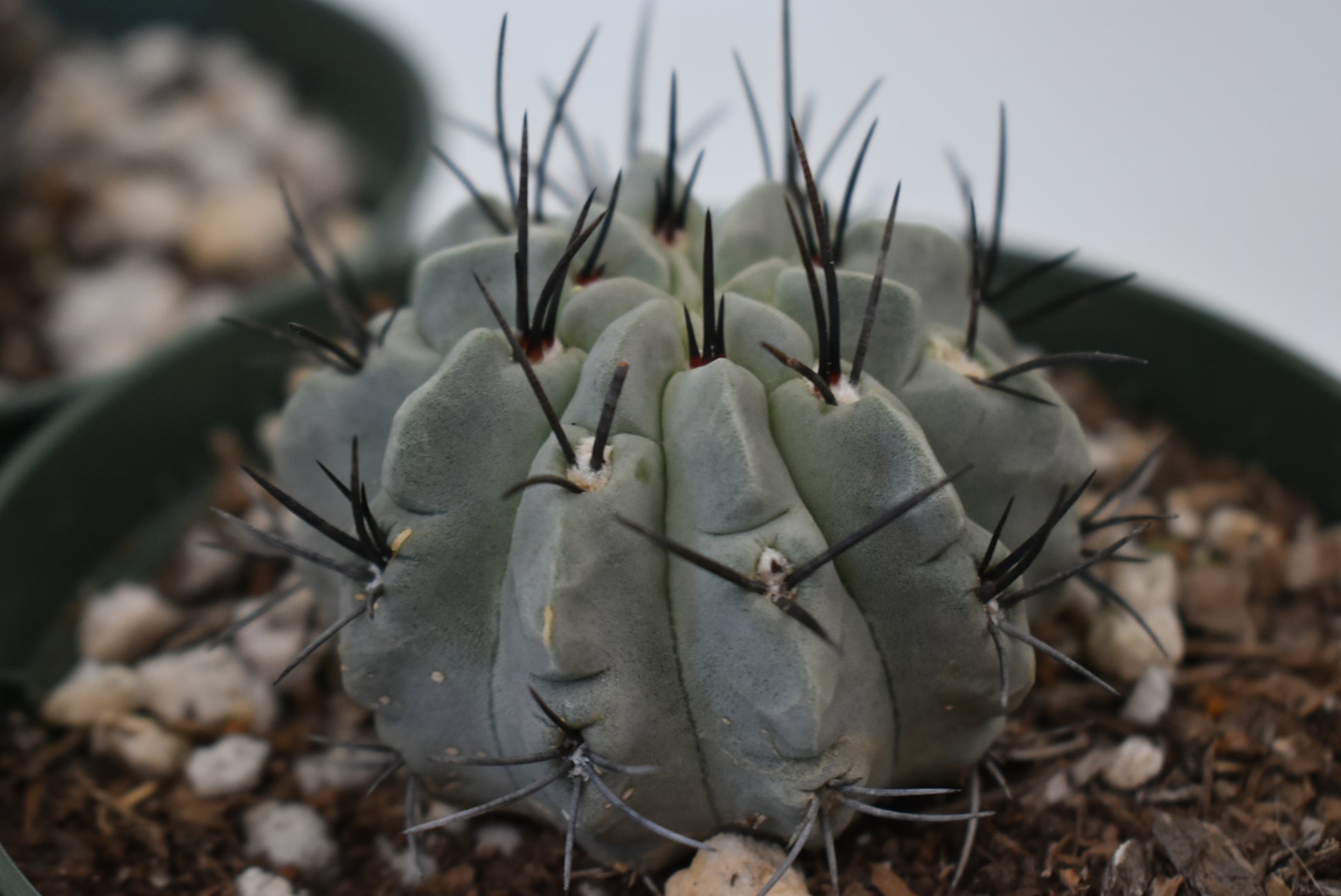Eriosyce paucicostata Live Cactus in 5 Inch