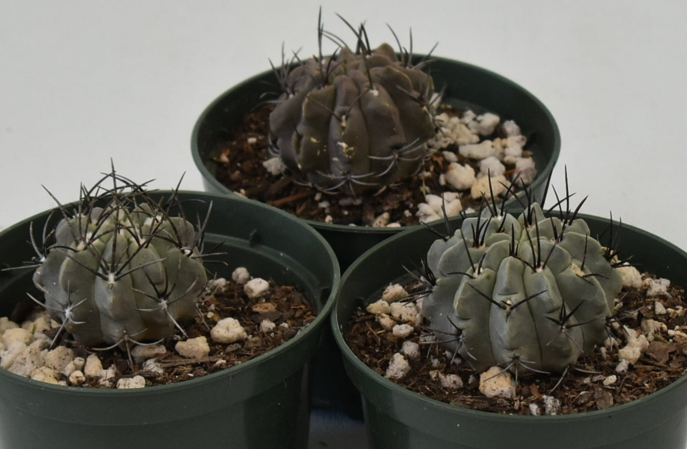 Eriosyce paucicostata Live Cactus in 5 Inch