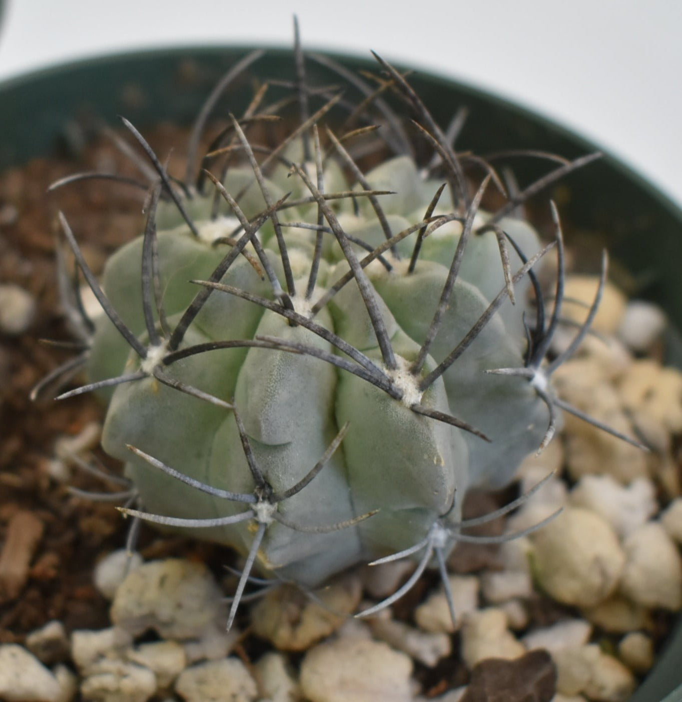 Eriosyce paucicostata Live Cactus in 5 Inch