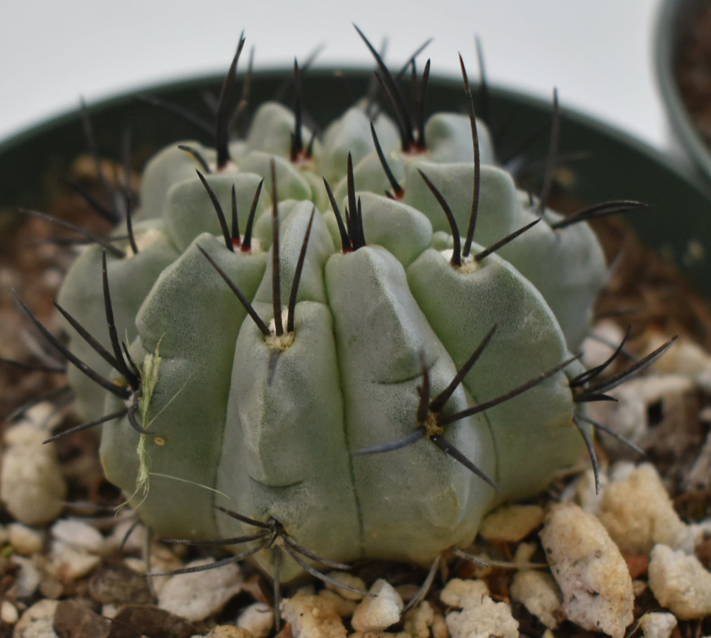 Eriosyce paucicostata Live Cactus in 5 Inch