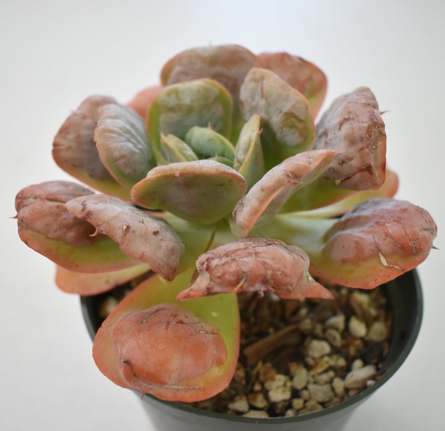 Echeveria 'Heart's Delight' Live Succulent in 5 Inch