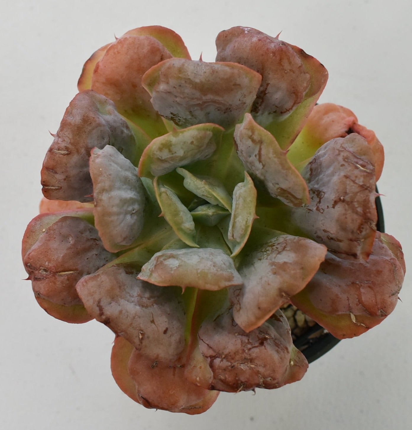 Echeveria 'Heart's Delight' Live Succulent in 5 Inch