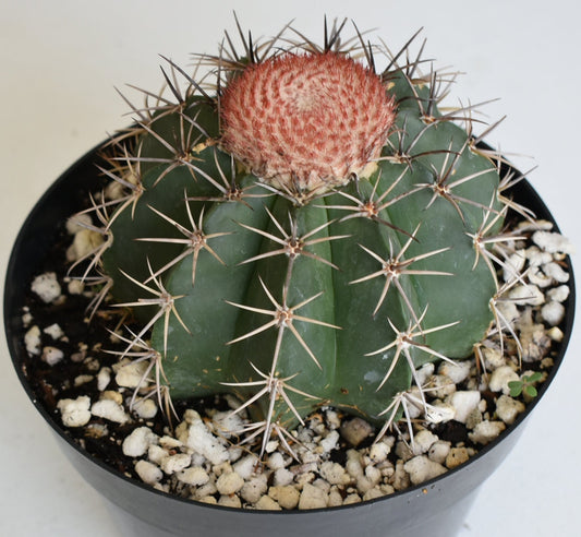 Melocactus matanzanus Live Cactus In 8 Inch