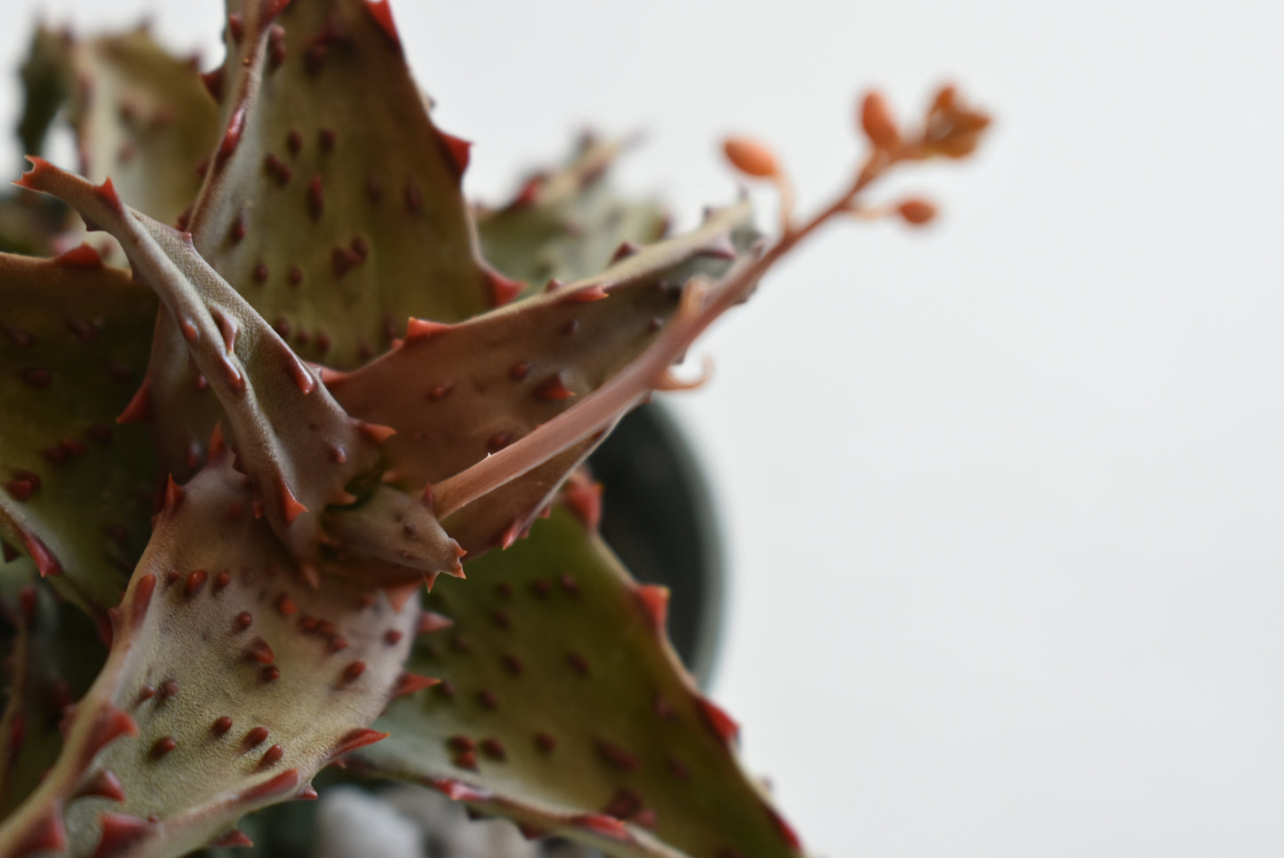 Aloe castilloniae Live Succulent In 5 Inch