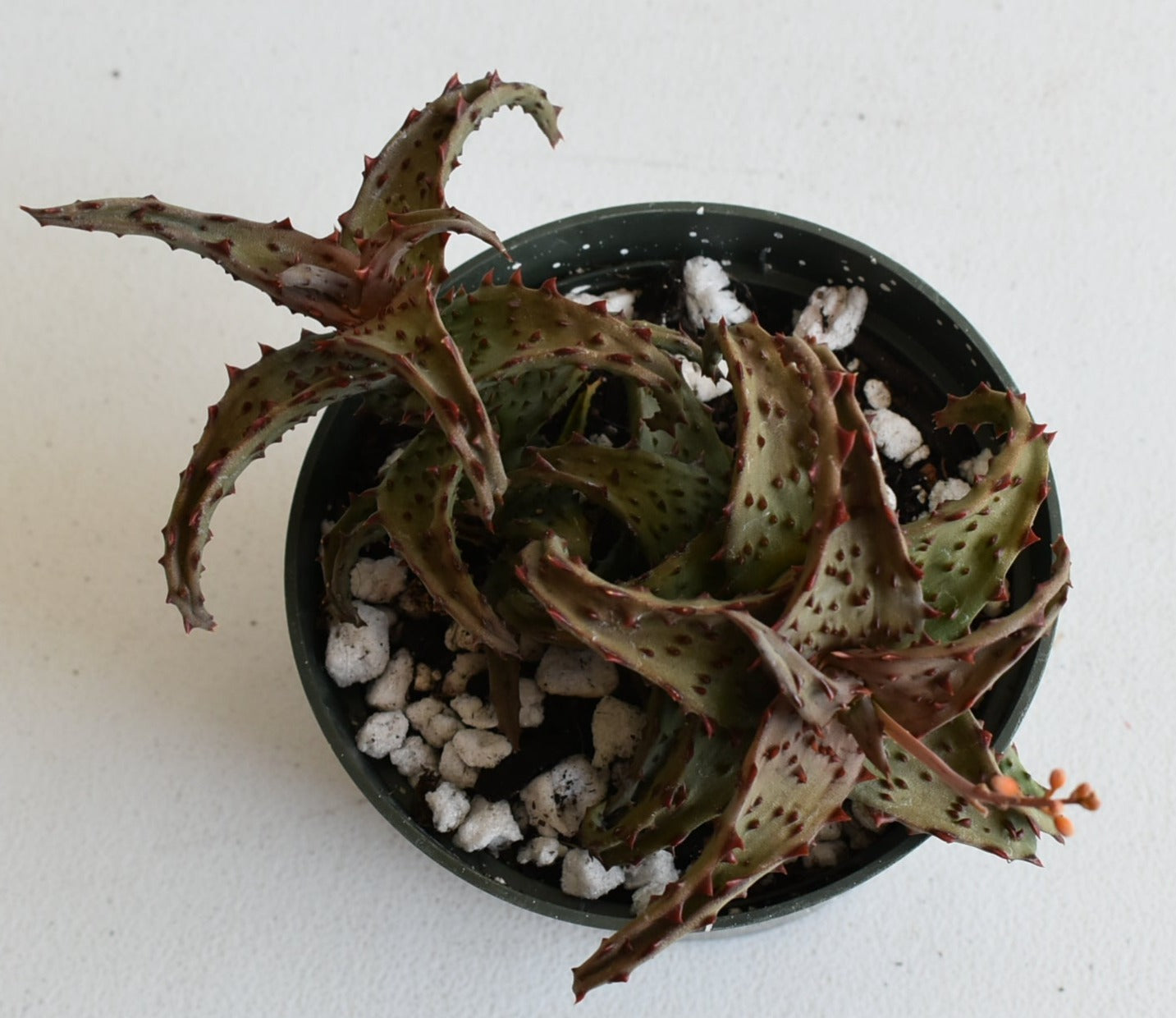 Aloe castilloniae Live Succulent In 5 Inch