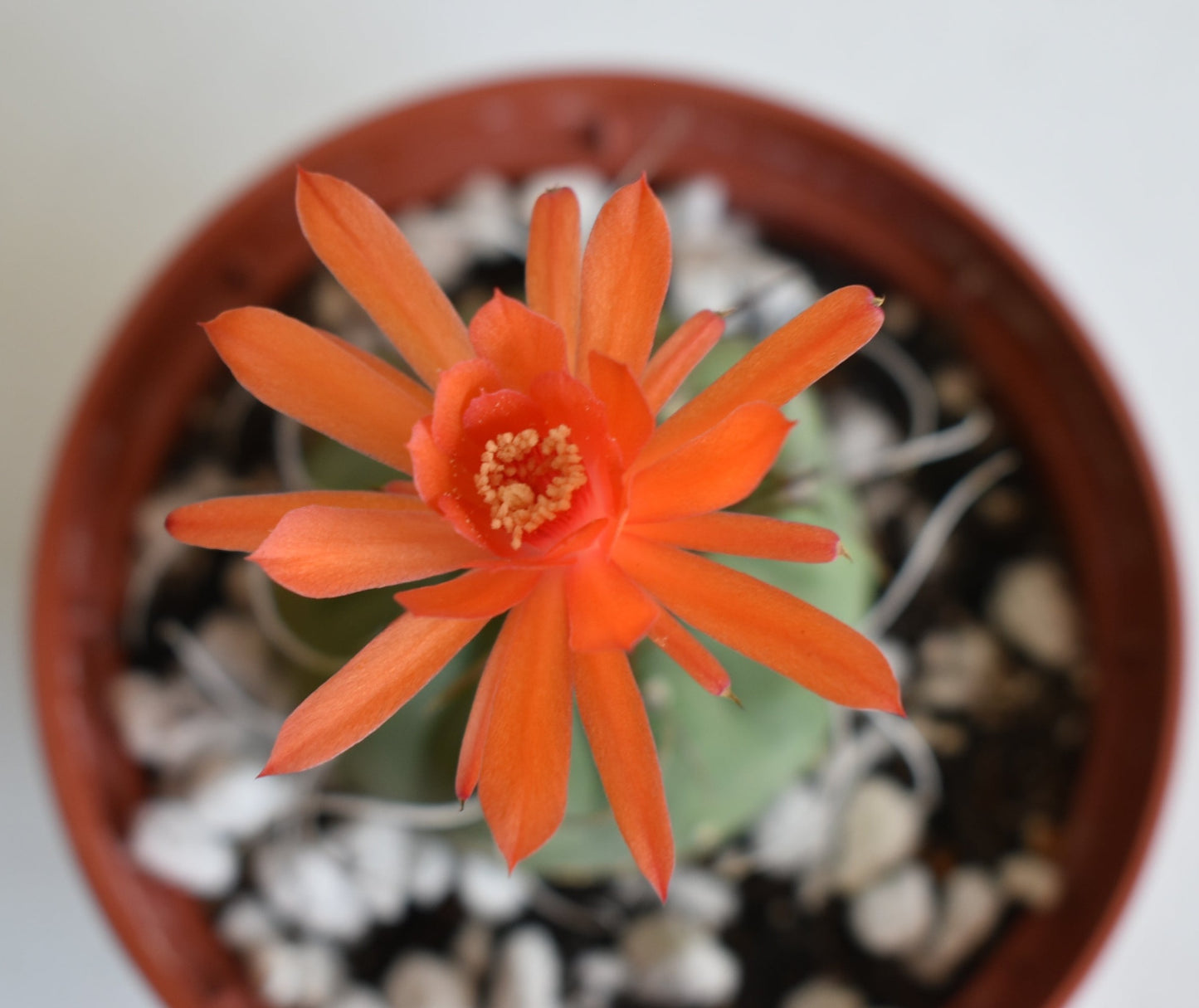 Matucana madisoniorum Live Cactus 5 Inch