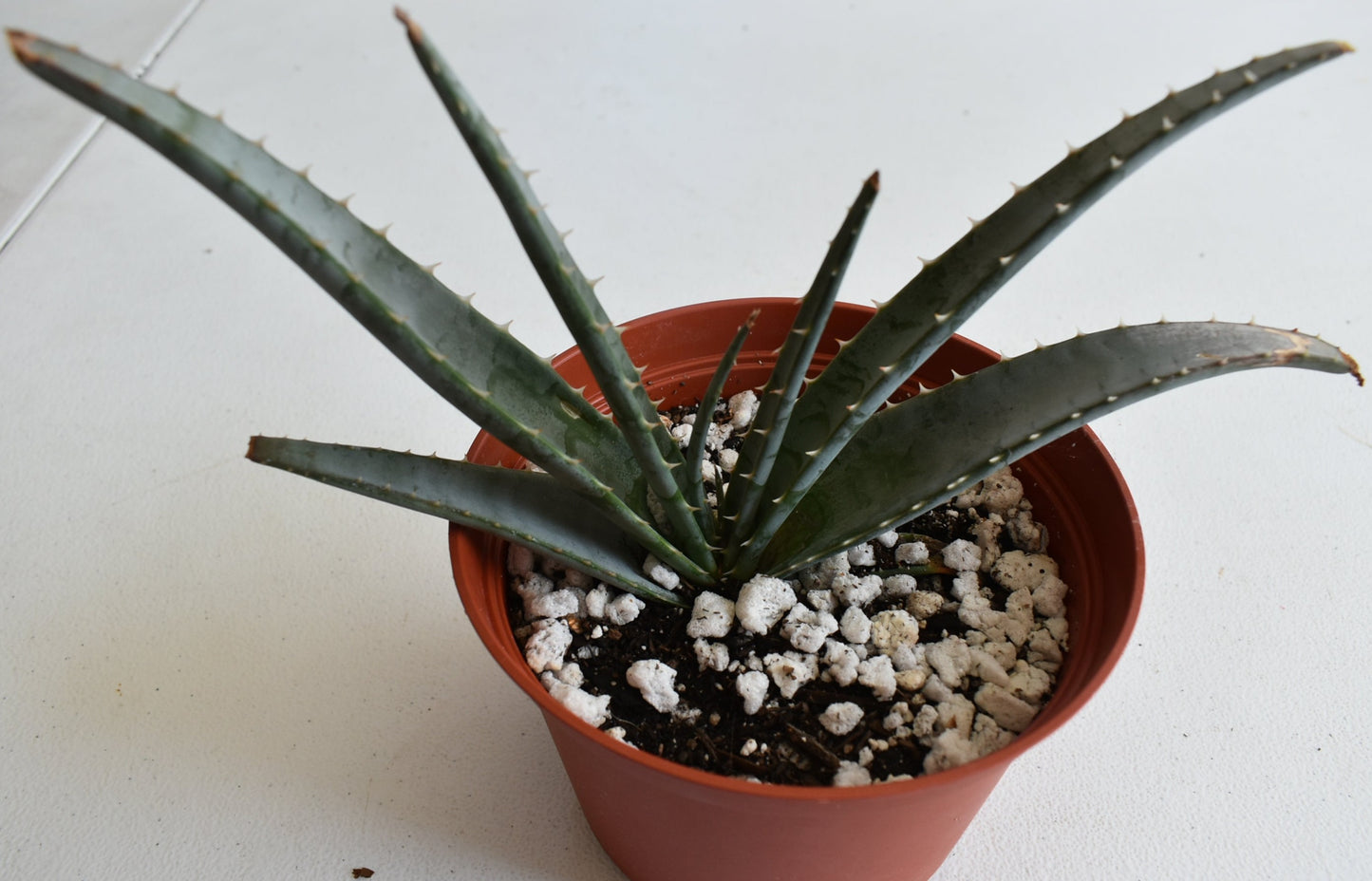 Aloe suprafoliata Live Succulent In 6 Inch