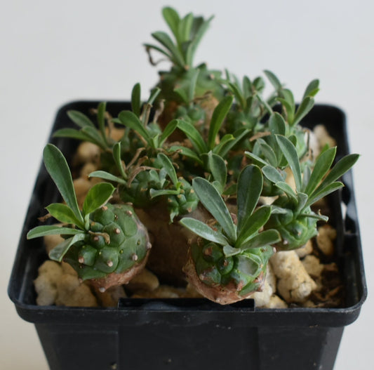 Euphorbia japonica Live Succulent In 4 Inch