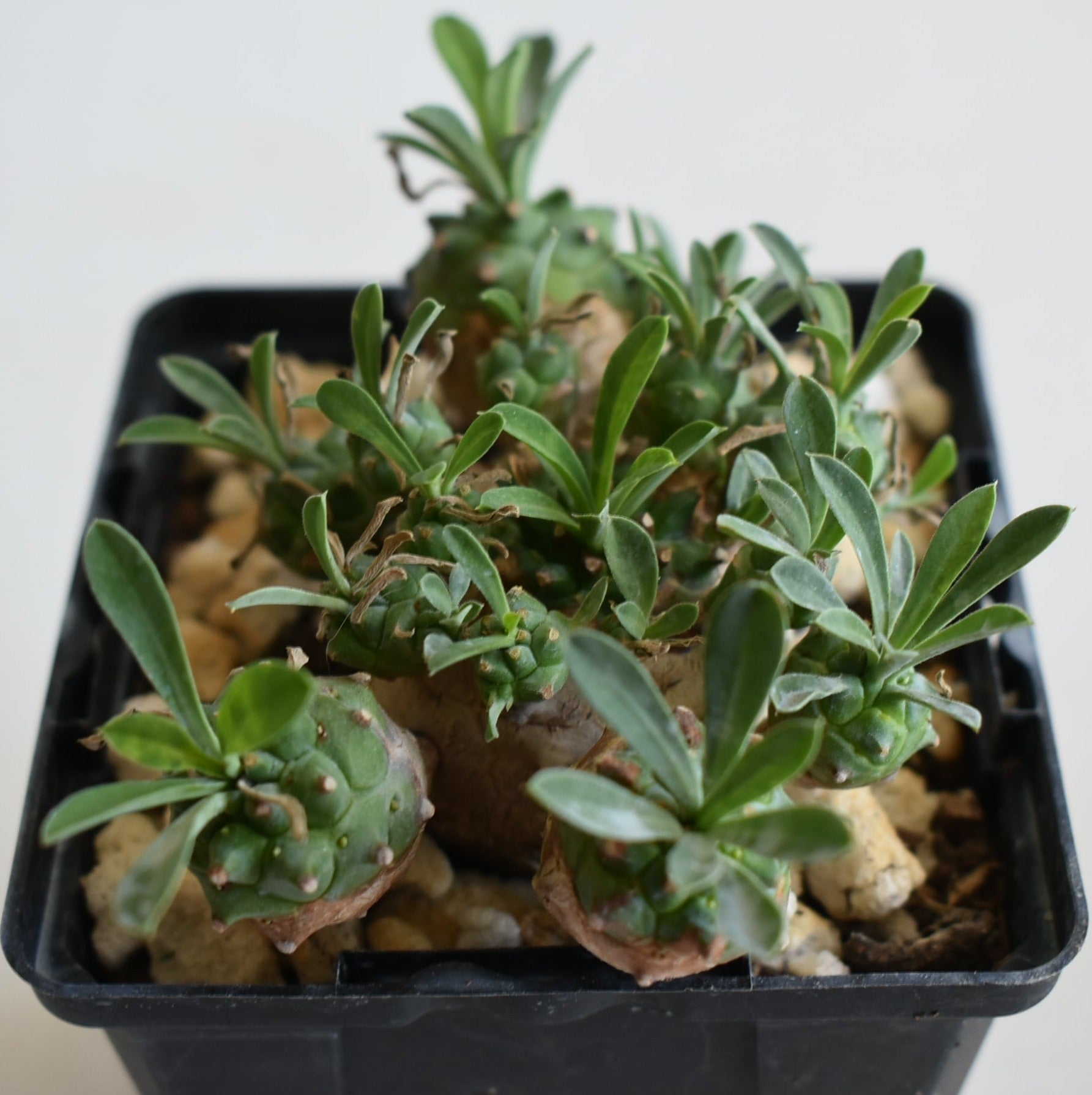 Euphorbia japonica Live Succulent In 4 Inch