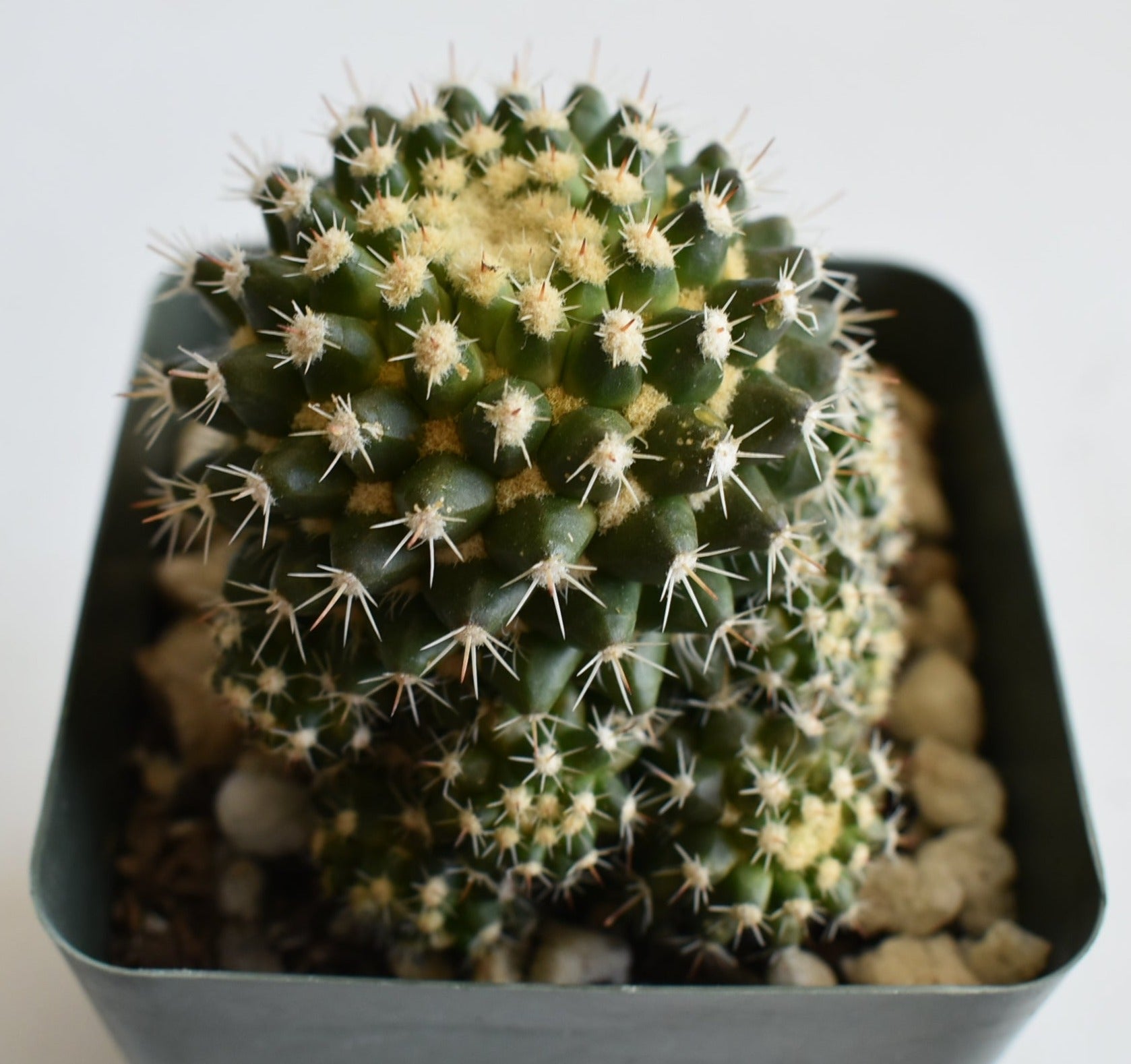 Mammillaria voburnensis Live Cactus In 4 Inch
