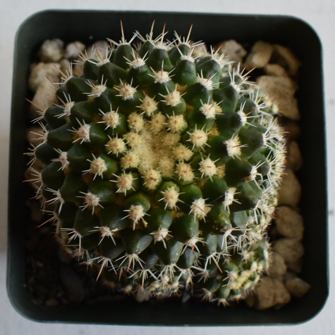 Mammillaria voburnensis Live Cactus In 4 Inch