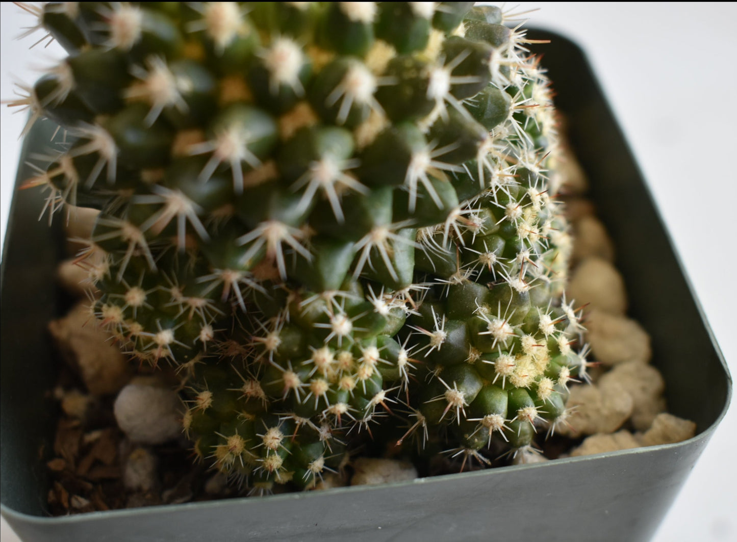 Mammillaria voburnensis Live Cactus In 4 Inch