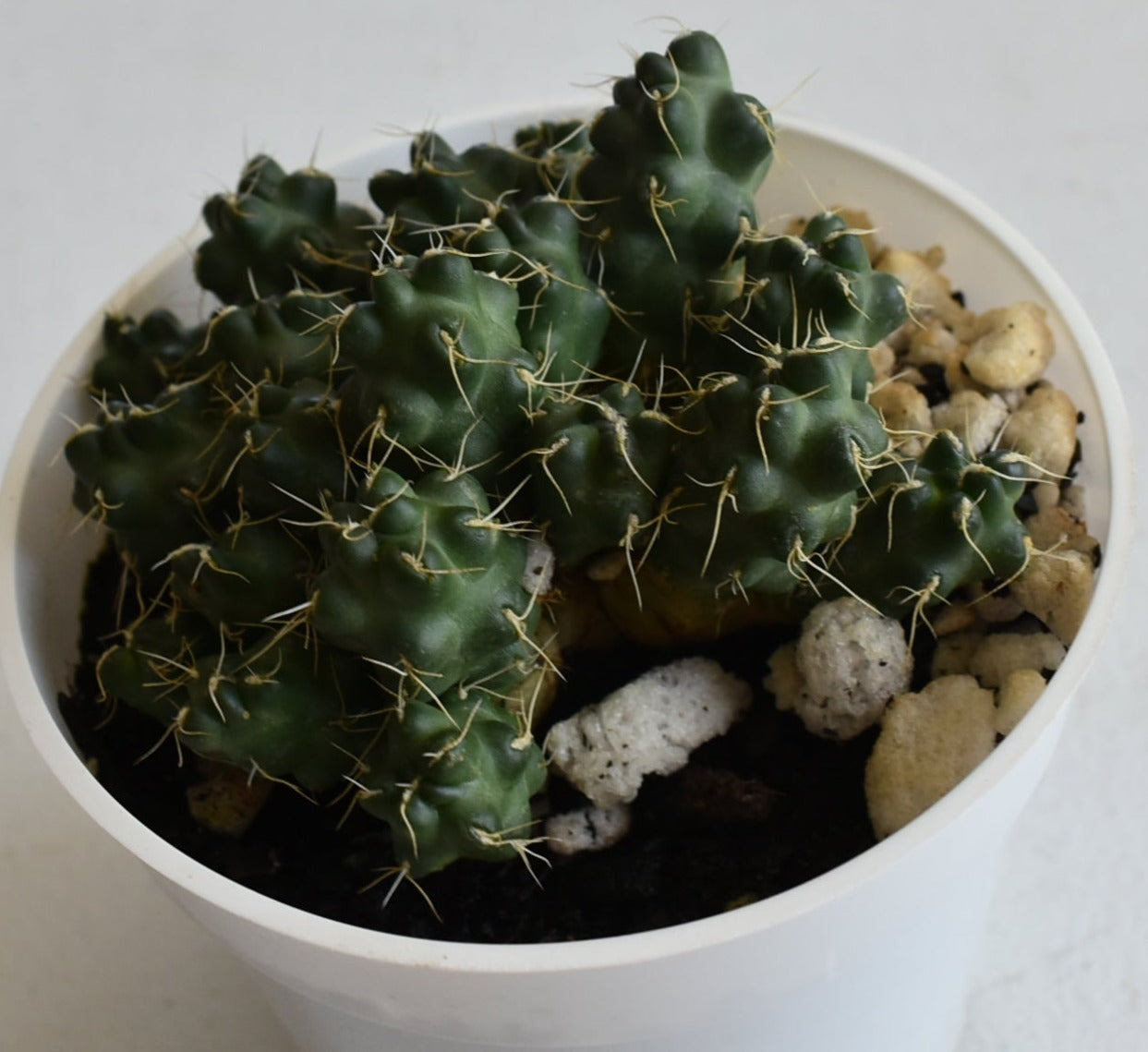 Puna subterranea Live Cactus In 4 Inch