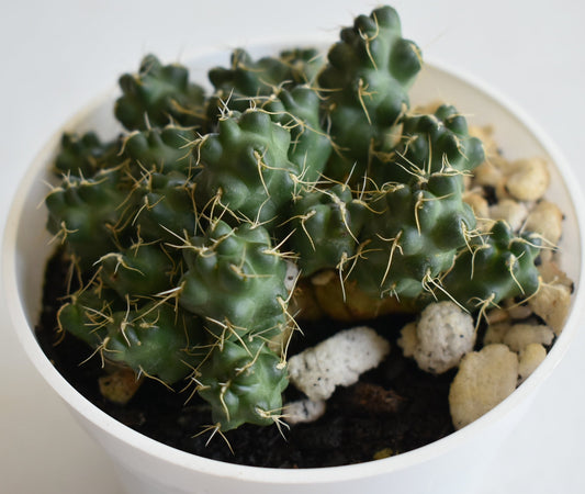 Puna subterranea Live Cactus In 4 Inch