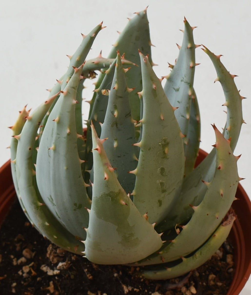 Aloe peglarae Live Succulent In 6 Inch