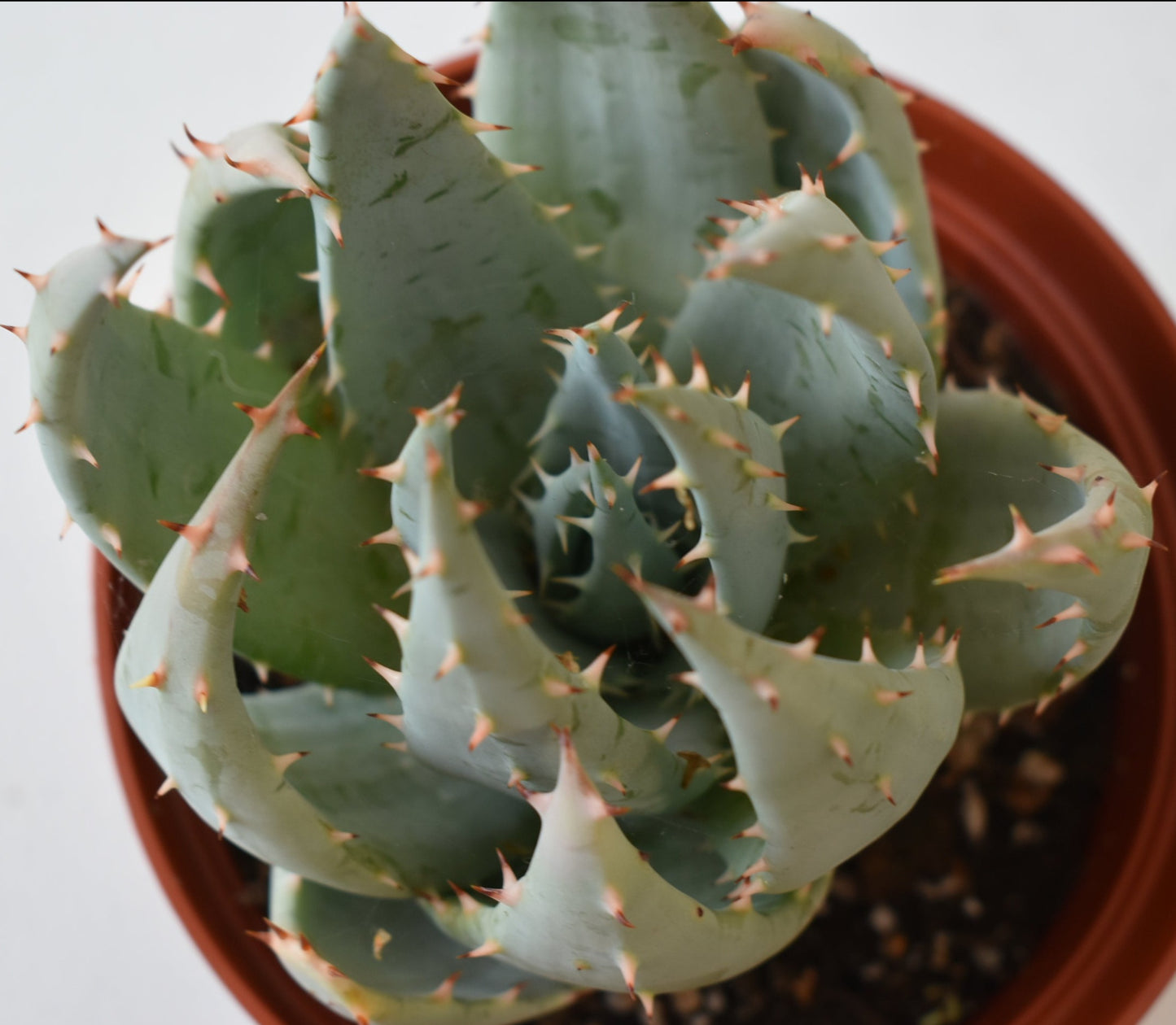 Aloe peglarae Live Succulent In 6 Inch