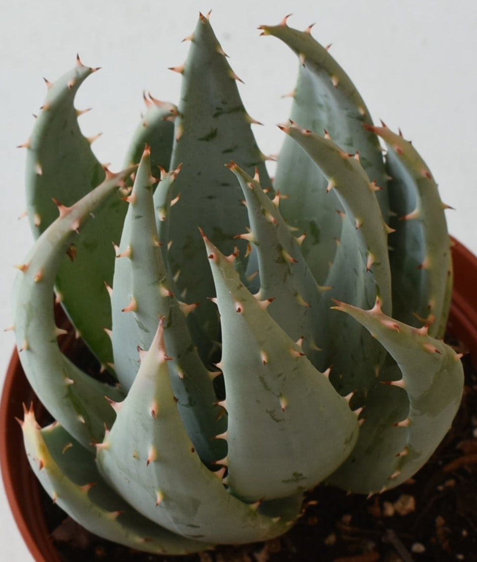 Aloe peglarae Live Succulent In 6 Inch