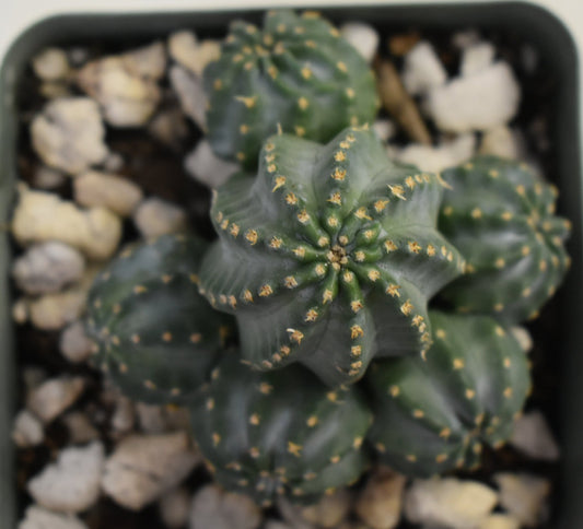 Echinocereus pulchellus Live Cactus In 2 Inch