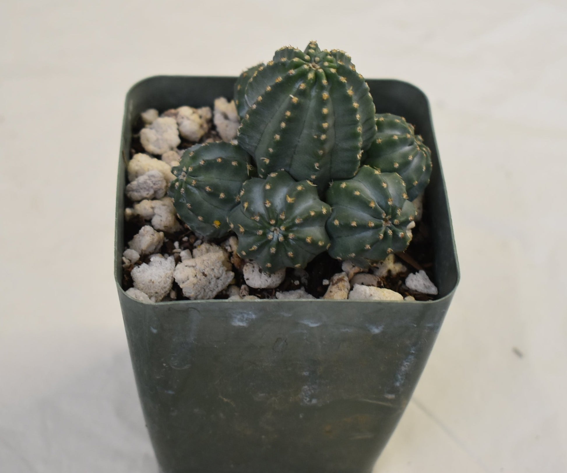 Echinocereus pulchellus Live Cactus In 2 Inch