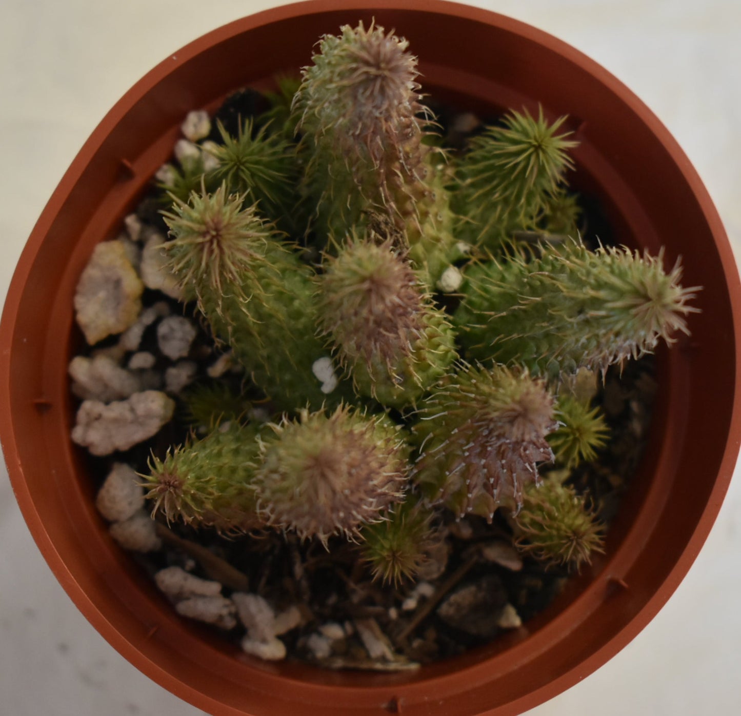 Huernia pillansii Live Succulent In 4 Inch