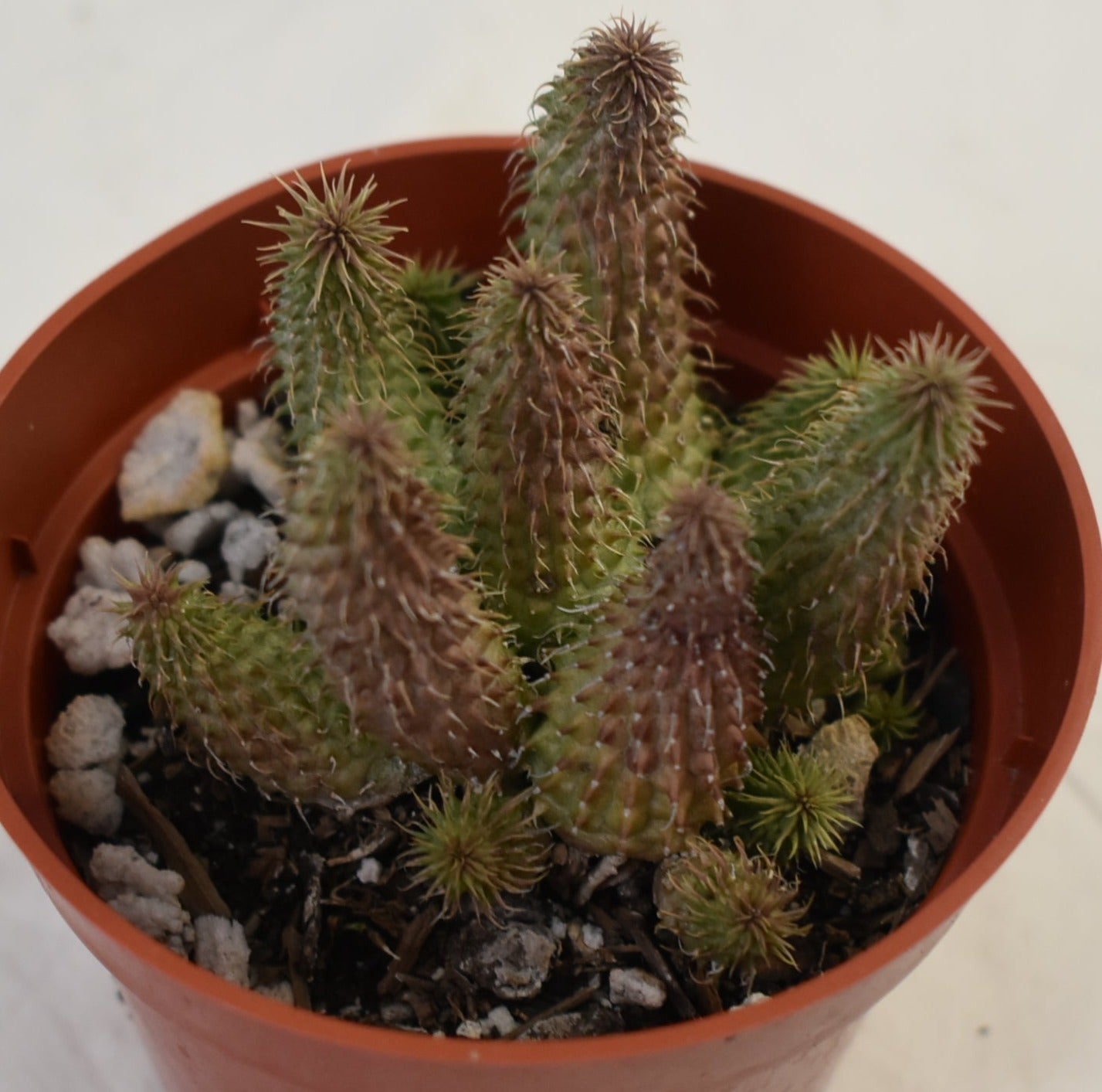 Huernia pillansii Live Succulent In 4 Inch