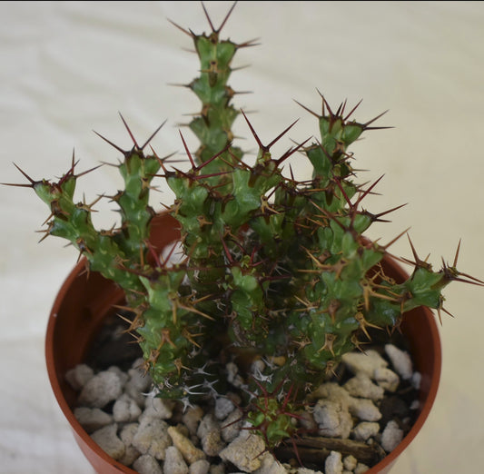 Euphorbia lenewtonii Live Succulent in 4 Inch