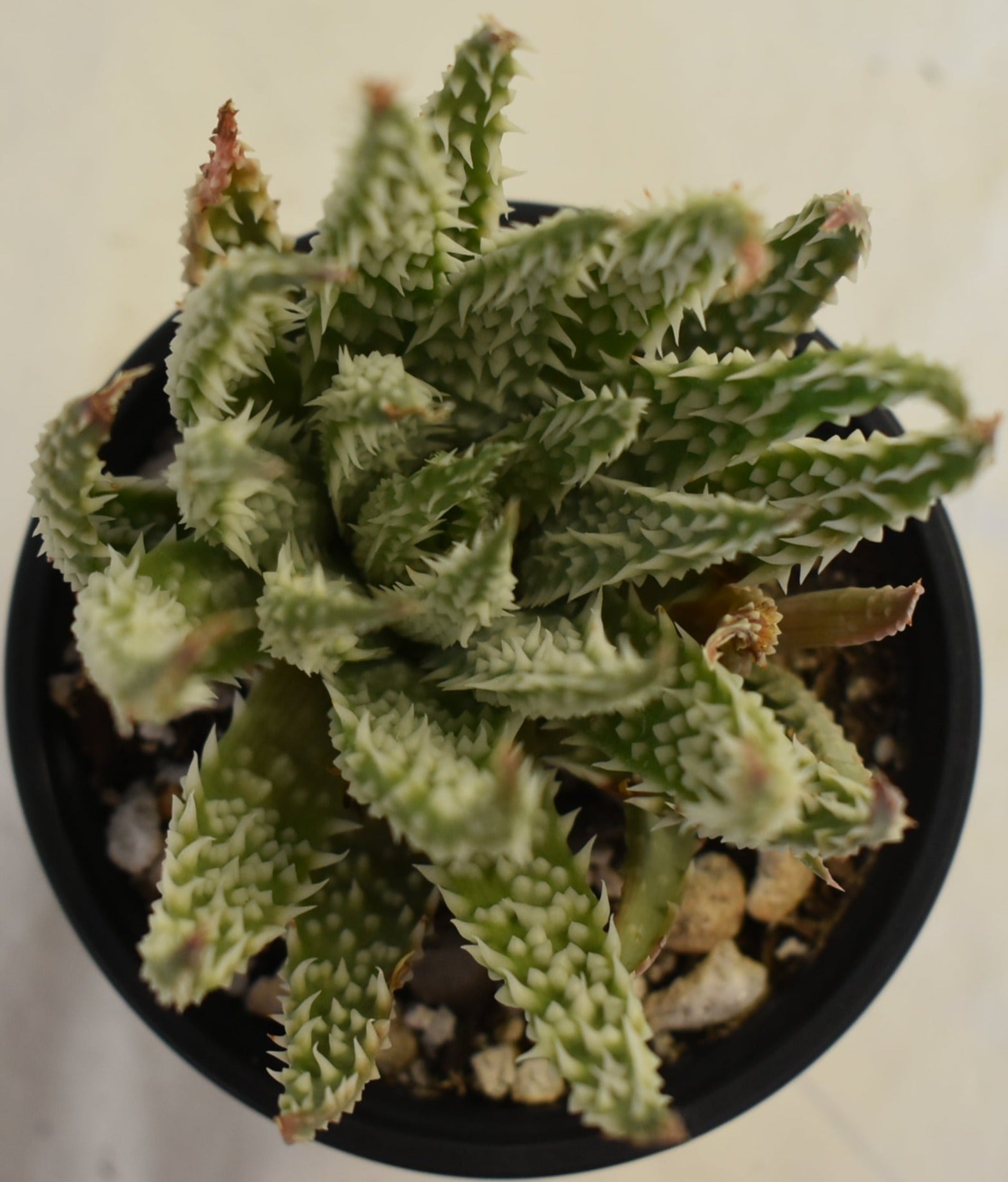 Aloe Humilis Hybrid Live Succulent In 4 Inch