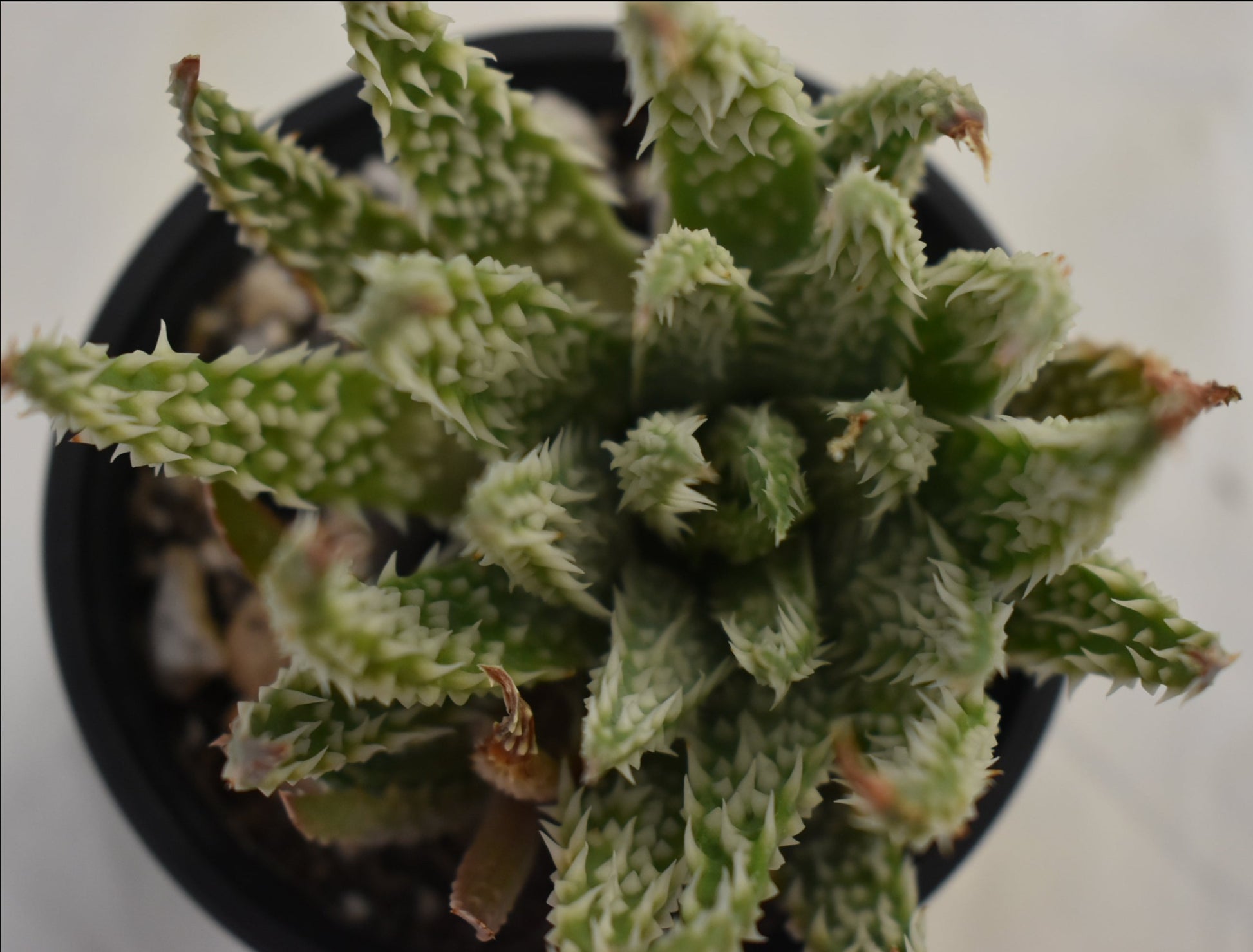 Aloe Humilis Hybrid Live Succulent In 4 Inch