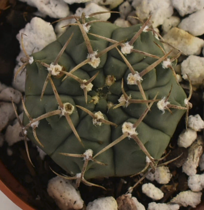 Gymnocalycium ochoterenae ssp vatteri Live Cactus in 4 Inch