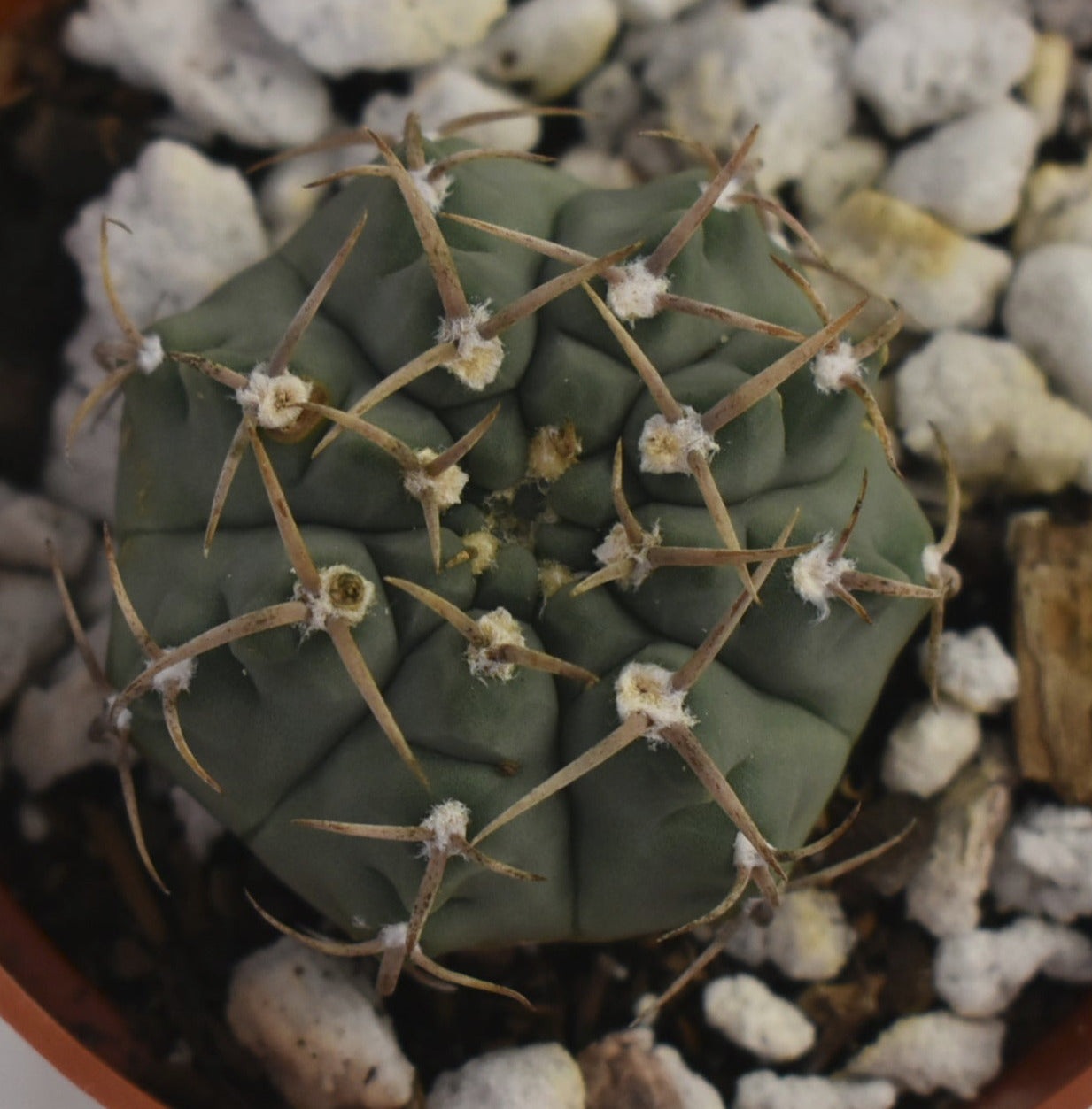 Gymnocalycium ochoterenae ssp vatteri Live Cactus in 4 Inch