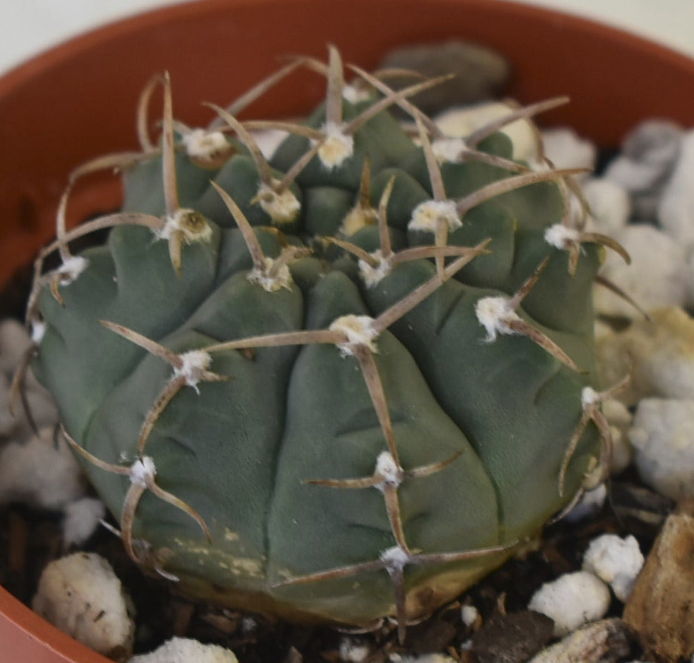 Gymnocalycium ochoterenae ssp vatteri Live Cactus in 4 Inch