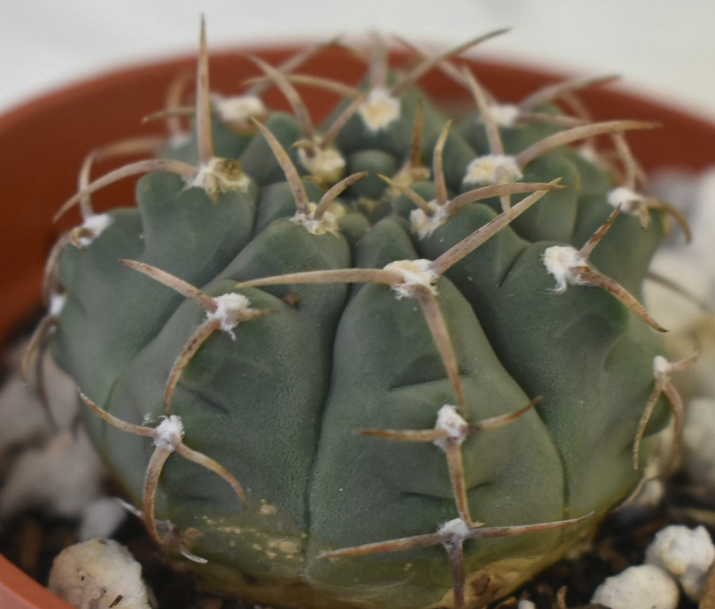 Gymnocalycium ochoterenae ssp vatteri Live Cactus in 4 Inch