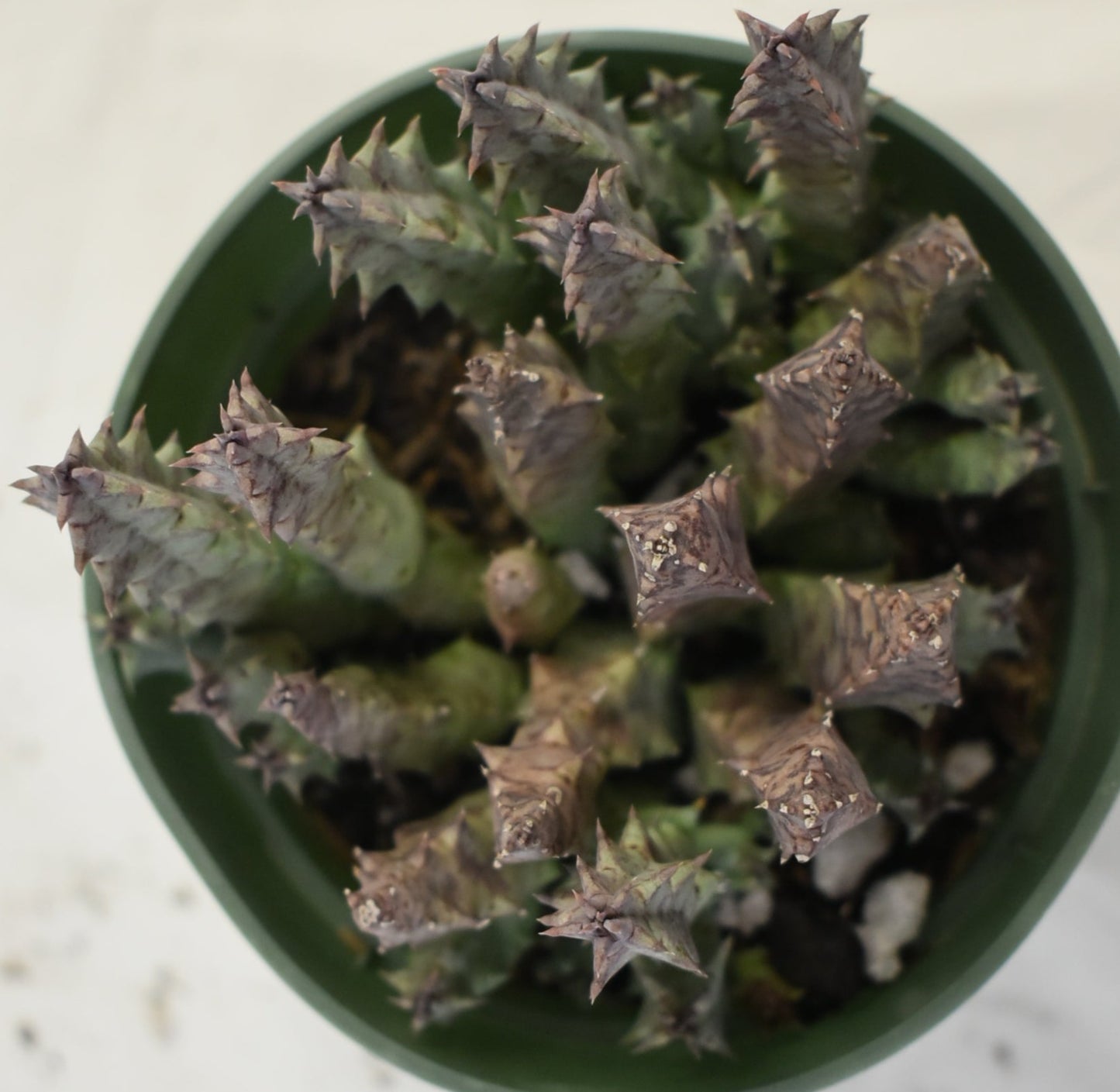 Huernia thuretii Live Succulent In 4 Inch