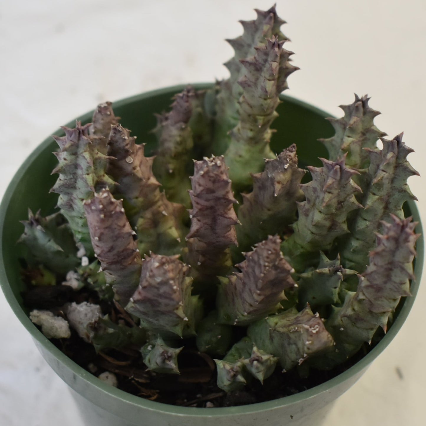 Huernia thuretii Live Succulent In 4 Inch