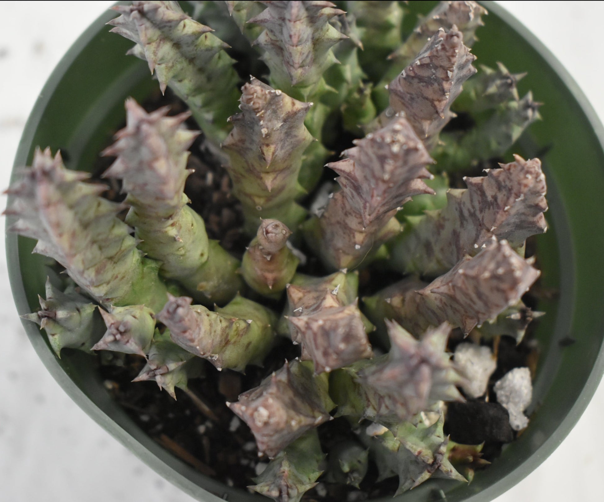 Huernia thuretii Live Succulent In 4 Inch