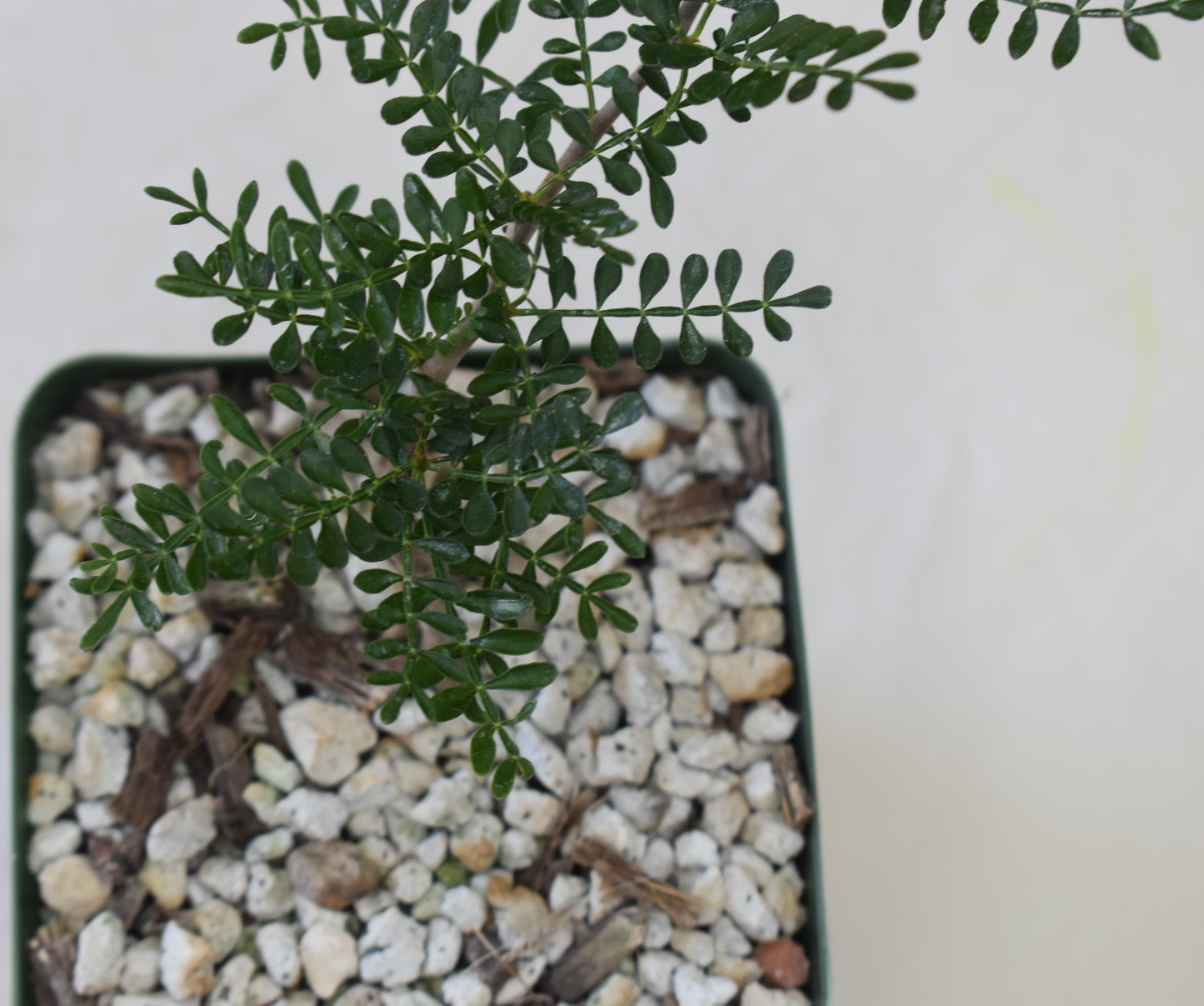 Operculicarya pachypus Live Succulent In 4 Inch